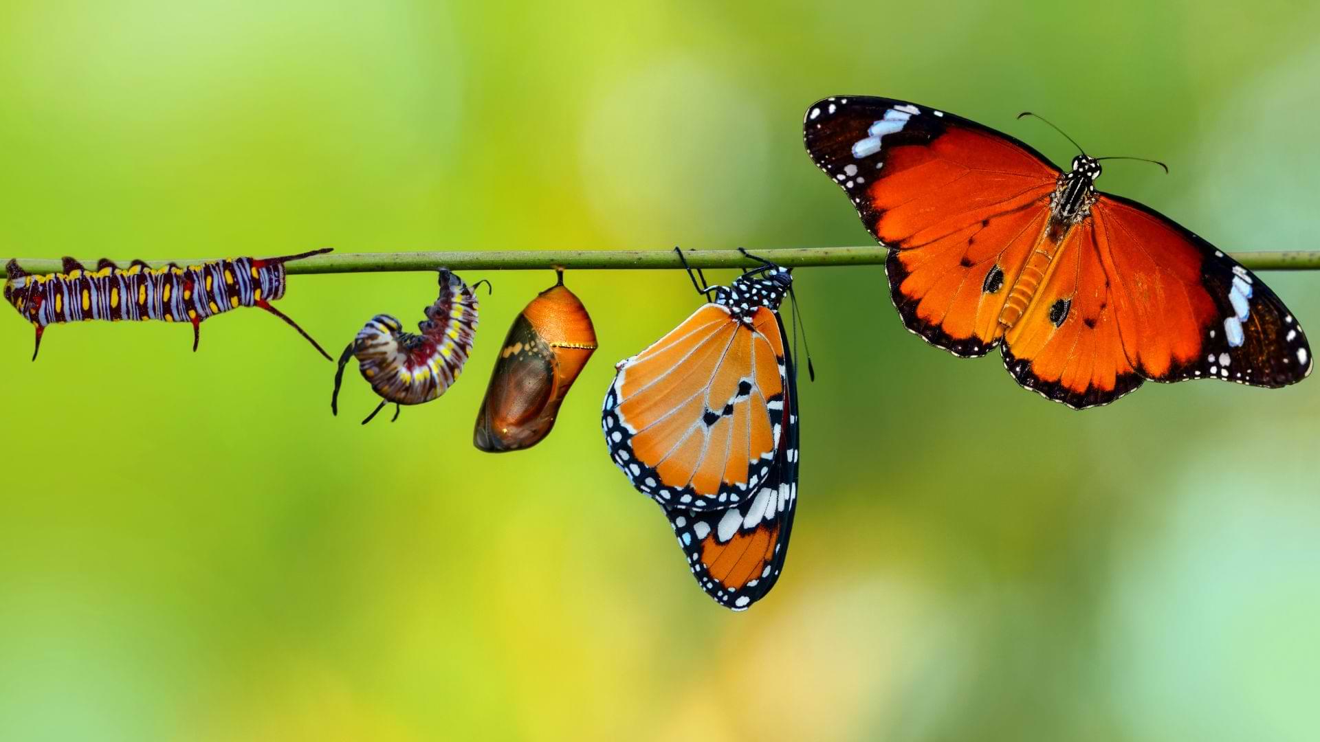 Authenticity And Identity - REAL Education